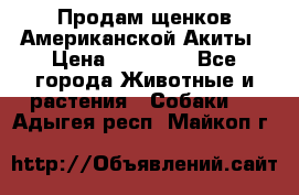 Продам щенков Американской Акиты › Цена ­ 25 000 - Все города Животные и растения » Собаки   . Адыгея респ.,Майкоп г.